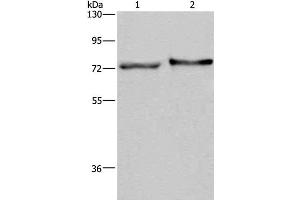 Western Blot analysis of Mouse skin tissue and HT-29 cell using TRIM29 Polyclonal Antibody at dilution of 1:450 (TRIM29 抗体)