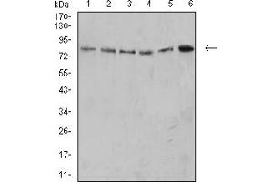 Western Blotting (WB) image for anti-Programmed Cell Death 1 (PDCD1) (AA 21-170) antibody (ABIN5611150)