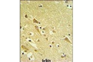 AF1 Antibody (N-term) (ABIN651253 and ABIN2840155) IHC analysis in formalin fixed and raffin embedded human brain tissue followed by peroxidase conjugation of the secondary antibody and DAB staining. (PAAF1 抗体  (N-Term))