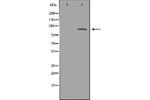 Western blot analysis of Hela whole cell lysates, using MAPK7 Antibody. (MAPK7 抗体  (Internal Region))