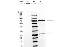 SDS-PAGE of Monkey IgM Whole Molecule. (猴 IgM 同型对照)
