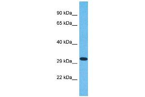 Western Blotting (WB) image for anti-Olfactory Receptor, Family 6, Subfamily N, Member 2 (OR6N2) (C-Term) antibody (ABIN2791768) (OR6N2 抗体  (C-Term))