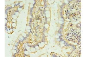 Immunohistochemistry of paraffin-embedded human small intestine tissue using ABIN7145650 at dilution of 1:100 (BRINP2 抗体  (AA 34-300))