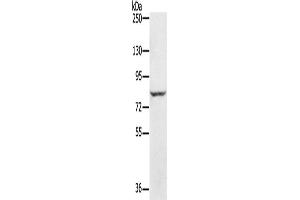 Western Blotting (WB) image for anti-Ring Finger Protein 43 (RNF43) antibody (ABIN2433704) (RNF43 抗体)