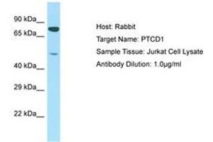 Image no. 1 for anti-Pentatricopeptide Repeat Domain 1 (PTCD1) (AA 51-100) antibody (ABIN6750226) (PTCD1 抗体  (AA 51-100))