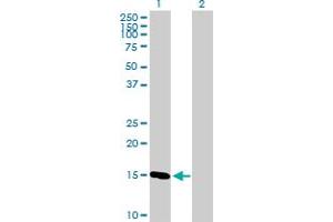 Western Blot analysis of COX4I1 expression in transfected 293T cell line by COX4I1 MaxPab polyclonal antibody. (COX IV 抗体  (AA 1-169))