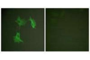 Immunofluorescence analysis of NIH/3T3 cells, using Tubulin α antibody. (TUBA1A 抗体  (C-Term))