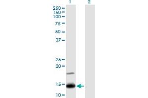 Western Blot analysis of IFITM2 expression in transfected 293T cell line by IFITM2 monoclonal antibody (M14), clone 1F2. (IFITM2 抗体  (AA 1-59))