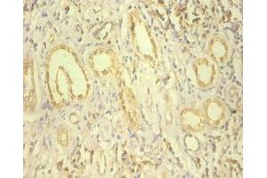 Immunohistochemistry of paraffin-embedded human kidney tissue using ABIN7151703 at dilution of 1:100 (HSP9B1 (AA 27-799) 抗体)