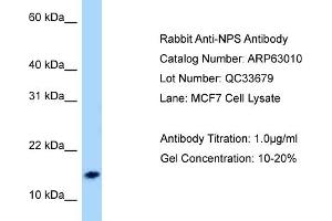 Western Blotting (WB) image for anti-Neuropeptide S (NPS) (N-Term) antibody (ABIN971284) (NPS 抗体  (N-Term))