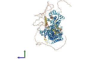 AlphaFold protein structure predicition of Human Recombinant ATP2B4 Protein, UniprotID P23634 (ATP2B4 Protein (AA 1-1241) (His tag))