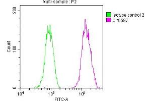 Overlay histogram showing A549 cells stained with ABIN7127484 (red line) at 1:50. (Recombinant Fatty Acid Synthase 抗体)