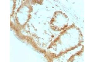 Formalin-fixed, paraffin-embedded rat colon stained with p27Kip1 antibody (KIP1/769) (CDKN1B 抗体)