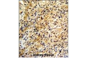 Formalin-fixed and paraffin-embedded human kidney reacted with BARON Antibody (Center), which was peroxidase-conjugated to the secondary antibody, followed by DAB staining. (Rubicon 抗体  (AA 656-684))