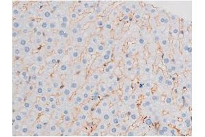 ABIN6267484 at 1/200 staining Rat liver tissue sections by IHC-P. (IRS1 抗体  (pSer312))