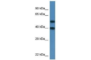 Western Blot showing Nup37 antibody used at a concentration of 1.