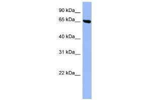 SHC3 antibody used at 1 ug/ml to detect target protein. (SHC3 抗体)