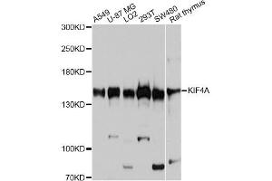 Western blot analysis of extracts of various cell lines, using KIF4A antibody (ABIN6003878) at 1:7000 dilution. (KIF4A 抗体)