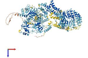 NAIP Protein (AA 1-1403) (His tag)