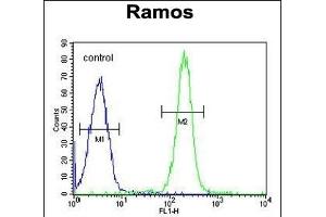 TTC9C Antibody (N-term) (ABIN655122 and ABIN2844752) flow cytometric analysis of Ramos cells (right histogram) compared to a negative control cell (left histogram). (TTC9C 抗体  (N-Term))