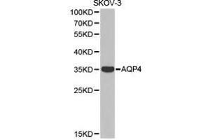 Western Blotting (WB) image for anti-Aquaporin 4 (AQP4) antibody (ABIN1871058) (Aquaporin 4 抗体)