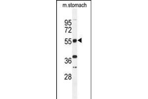 Western blot analysis of TOX3 Antibody (Center) (ABIN651009 and ABIN2840037) in mouse stomach tissue lysates (35 μg/lane). (TOX3 抗体  (AA 214-242))