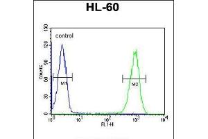 Flow cytometric analysis of HL-60 cells (right histogram) compared to a negative control cell (left histogram). (TMEM57 抗体  (N-Term))