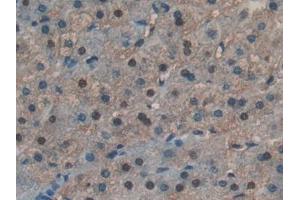 Figure. (RNASE4 抗体  (AA 30-147))