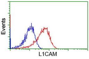 Image no. 3 for anti-L1 Cell Adhesion Molecule (L1CAM) antibody (ABIN1499090) (L1CAM 抗体)