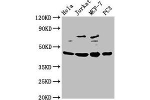 Western Blot Positive WB detected in: Hela whole cell lysate, Jurkat whole cell lysate, MCF-7 whole cell lysate, PC-3 whole cell lysate All lanes: PA2G4 antibody at 2. (PA2G4 抗体  (AA 2-394))
