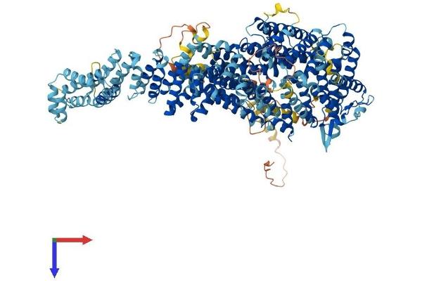 FANCI Protein (AA 1-1330) (His tag)