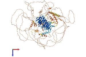 AMBRA1 Protein (AA 1-1300) (His tag)