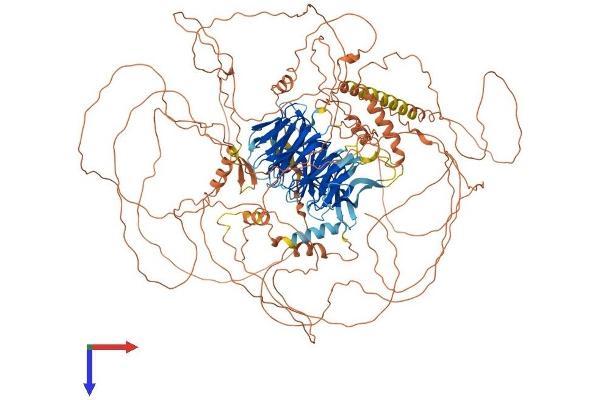 AMBRA1 Protein (AA 1-1300) (His tag)