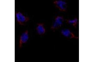Immunofluorescence analysis of Bmp7 Antibody in HeLa cells. (BMP7 抗体  (N-Term))