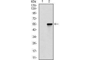 Western blot analysis using CTNNBL1 mAb against HEK293 (1) and CTNNBL1 (AA: 390-557)-hIgGFc transfected HEK293 (2) cell lysate. (CTNNBL1 抗体  (AA 390-557))