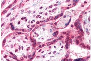 Anti-TM9SF4 antibody  ABIN1049417 IHC staining of human placenta. (TM9SF4 抗体  (N-Term))