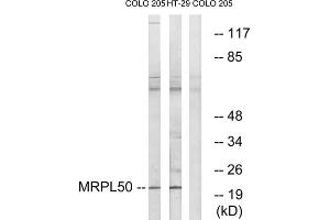 Western blot analysis of extracts from COLO cells and HT-29 cells, using MRPL50 antibody. (MRPL50 抗体  (C-Term))