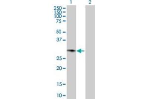 Western Blot analysis of GCH1 expression in transfected 293T cell line by GCH1 MaxPab polyclonal antibody.