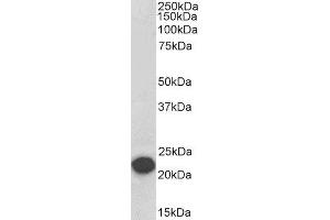 Biotinylated ABIN4902730 (0. (PEBP1 抗体  (Internal Region) (Biotin))