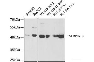 Western blot analysis of extracts of various cell lines using SERPINB9 Polyclonal Antibody at dilution of 1:1000. (SERPINB9 抗体)