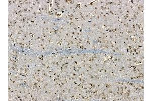 CCDC98 Antibody at 1/100 staining rat brain tissue by IHC-P. (CCDC98 抗体)