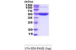 SDS-PAGE (SDS) image for Enolase 1 (ENO1) (AA 1-434) (Active) protein (His tag) (ABIN6388125) (ENO1 Protein (AA 1-434) (His tag))