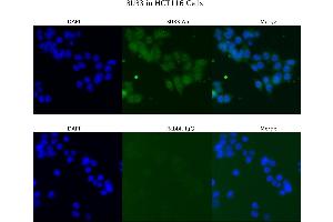 Sample Type : HCT116  Primary Antibody Dilution: 4 ug/ml  Secondary Antibody : Anti-rabbit Alexa 546  Secondary Antibody Dilution: 2 ug/ml  Gene Name : BUB3 (BUB3 抗体  (N-Term))