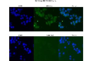 Sample Type : HCT116  Primary Antibody Dilution: 4 ug/ml  Secondary Antibody : Anti-rabbit Alexa 546  Secondary Antibody Dilution: 2 ug/ml  Gene Name : BUB3