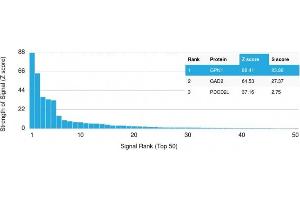Analysis of Protein Array containing more than 19,000 full-length human proteins using GPN1 Mouse Monoclonal Antibody (GPN1/2350) Z- and S- Score: The Z-score represents the strength of a signal that a monoclonal antibody (MAb) (in combination with a fluorescently-tagged anti-IgG secondary antibody) produces when binding to a particular protein on the HuProtTM array. (GPN1 抗体)