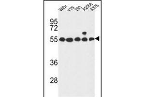 GP Antibody (Center) (ABIN653744 and ABIN2843046) western blot analysis in WiDr,Y79,293,, cell line lysates (35 μg/lane). (GPR180 抗体  (AA 119-147))