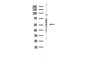 Western blot analysis of lysates from  cells(heat-shock,45 min treatment), using NR1H2 Antibody at 1/1000 dilution.