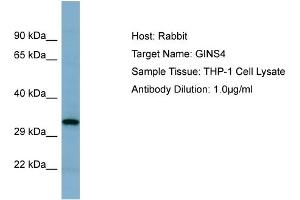 Host: Rabbit Target Name: GINS4 Sample Tissue: Human THP-1 Whole Cell  Antibody Dilution: 1ug/ml (GINS4 抗体  (N-Term))