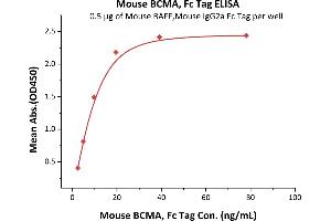 ELISA image for Tumor Necrosis Factor Receptor Superfamily, Member 17 (TNFRSF17) (AA 1-49) (Active) protein (Fc Tag) (ABIN6253667)