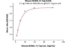 Immobilized Mouse BAFF, Mouse IgG2a Fc Tag (ABIN5954906,ABIN6253646) at 5 μg/mL (100 μL/well) can bind Mouse BCMA, Fc Tag (ABIN5674646,ABIN6253667) with a linear range of 2-20 ng/mL (QC tested). (BCMA Protein (AA 1-49) (Fc Tag))